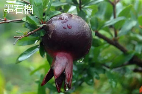 石榴苗的栽培方法，可压条育苗法、扦插育苗法等
