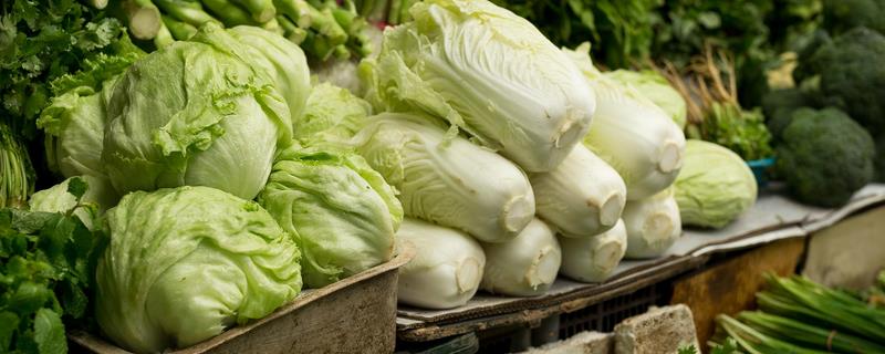 白露过后能种哪些蔬菜，香菜、白菜、菠菜等品种可供选择