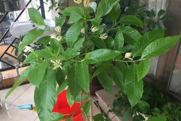 如何养护盆栽白兰花，生长旺期每隔半个月追施一次花肥