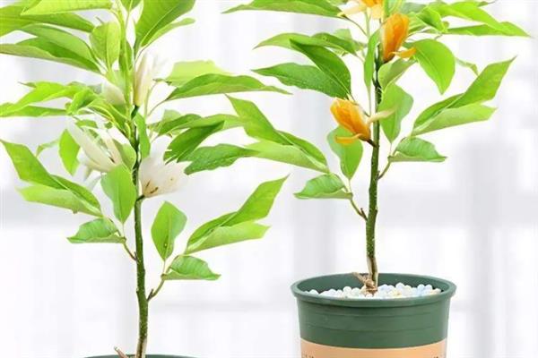 如何养护盆栽白兰花，生长旺期每隔半个月追施一次花肥