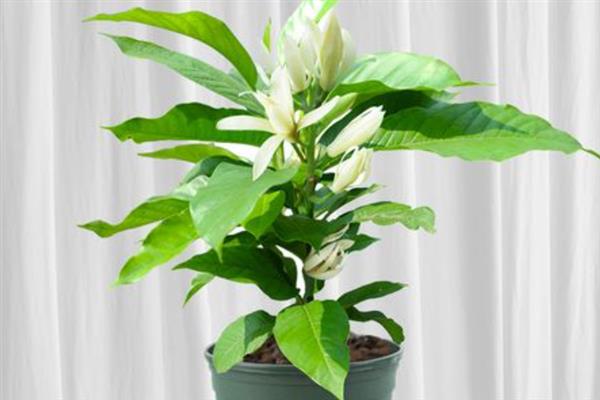 如何养护盆栽白兰花，生长旺期每隔半个月追施一次花肥