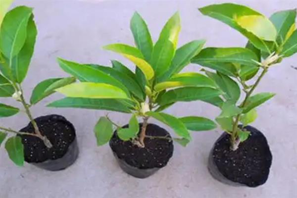 如何养护盆栽白兰花，生长旺期每隔半个月追施一次花肥