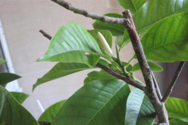 如何养护盆栽白兰花，生长旺期每隔半个月追施一次花肥