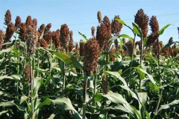 农村有什么低成本种植项目,白芷、甜高粱、水芹等品种值得考虑