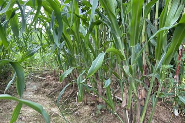 农村有什么低成本种植项目,白芷、甜高粱、水芹等品种值得考虑