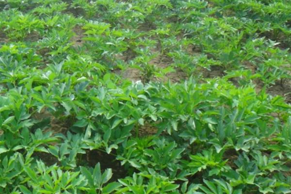 农村有什么低成本种植项目,白芷、甜高粱、水芹等品种值得考虑