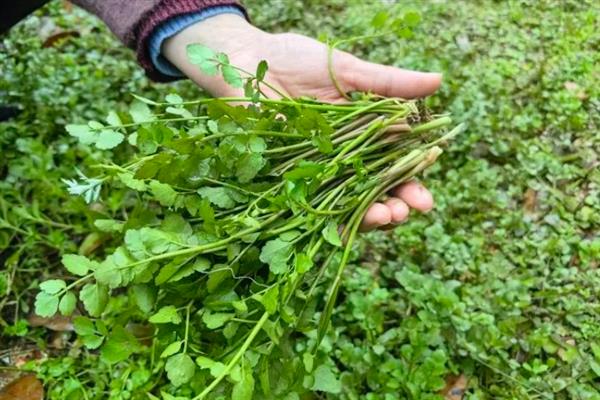 农村有什么低成本种植项目,白芷、甜高粱、水芹等品种值得考虑