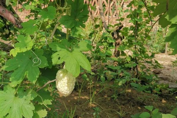 农村有什么低成本种植项目,白芷、甜高粱、水芹等品种值得考虑