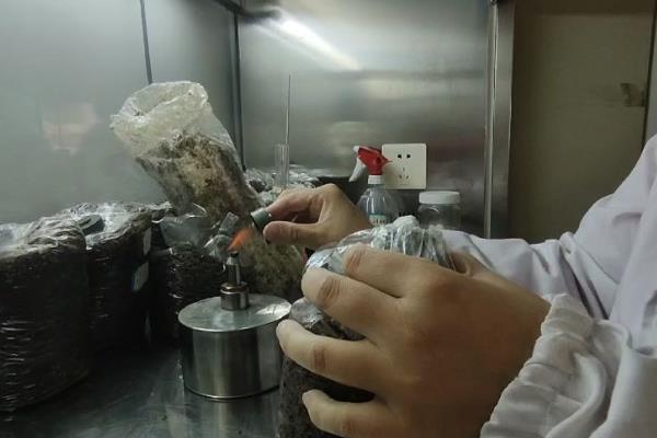 瓶栽银耳的栽培要点，接种后立刻将栽培瓶移入培养室