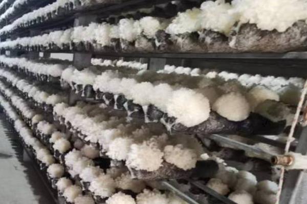 瓶栽银耳的栽培要点，接种后立刻将栽培瓶移入培养室