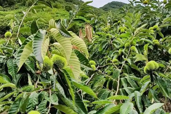 农村有什么低成本种植项目,白芷、甜高粱、水芹等品种值得考虑