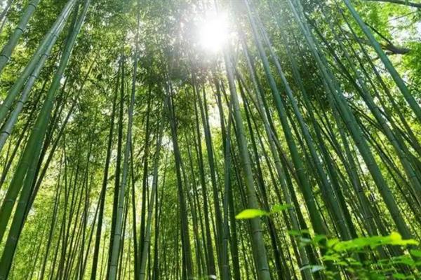 农村有什么低成本种植项目,白芷、甜高粱、水芹等品种值得考虑