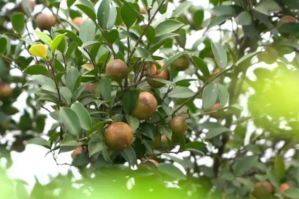 农村有什么低成本种植项目,白芷、甜高粱、水芹等品种值得考虑