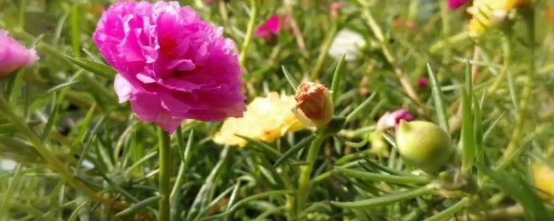 怎么种太阳花，在春秋季节每周浇水1-2次