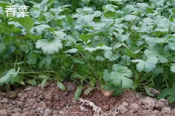 白露过后能种哪些蔬菜，香菜、白菜、菠菜等品种可供选择