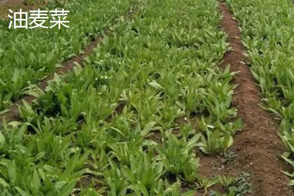 白露过后能种哪些蔬菜，香菜、白菜、菠菜等品种可供选择
