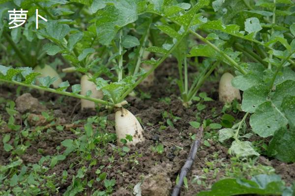 白露过后能种哪些蔬菜，香菜、白菜、菠菜等品种可供选择