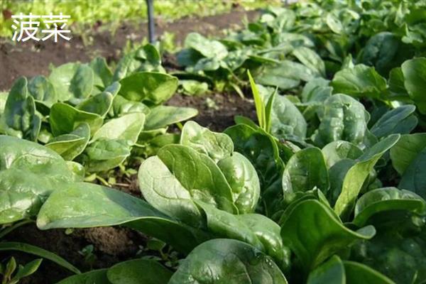 白露过后能种哪些蔬菜，香菜、白菜、菠菜等品种可供选择