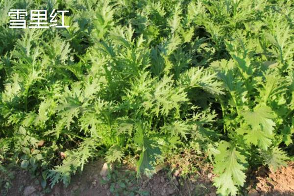 白露过后能种哪些蔬菜，香菜、白菜、菠菜等品种可供选择