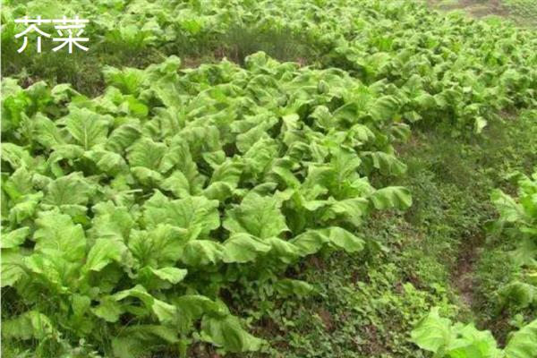 白露过后能种哪些蔬菜，香菜、白菜、菠菜等品种可供选择