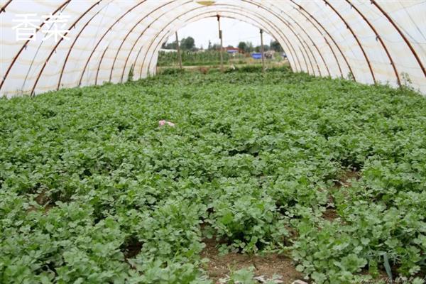 白露过后能种哪些蔬菜，香菜、白菜、菠菜等品种可供选择