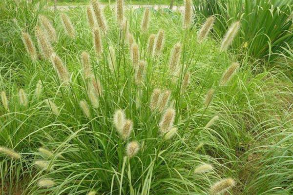 鹅主要以哪种草和青菜为食，包括苦荬菜、莴苣叶、白菜等品种