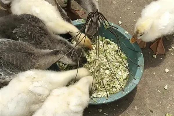鹅主要以哪种草和青菜为食，包括苦荬菜、莴苣叶、白菜等品种