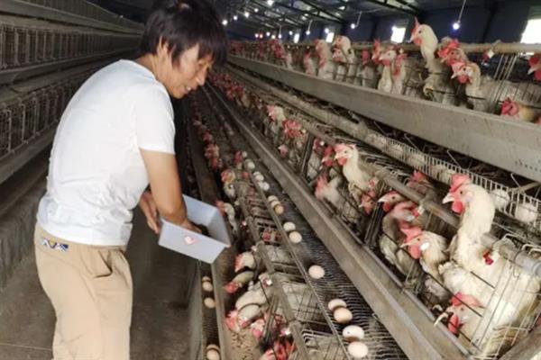 肉鸡如何增重，可以采用以下12种方法