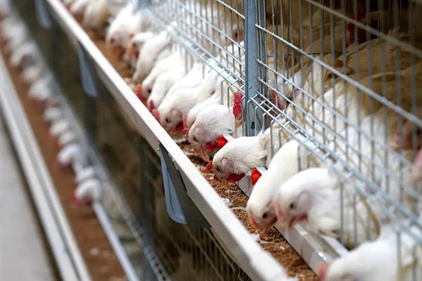 肉鸡如何增重，可以采用以下12种方法