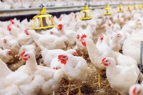 肉鸡如何增重，可以采用以下12种方法
