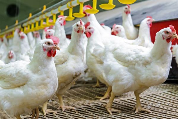 肉鸡如何增重，可以采用以下12种方法