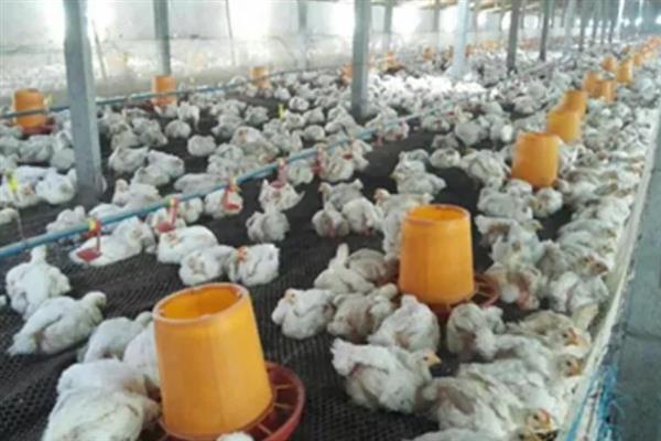 肉鸡如何增重，可以采用以下12种方法