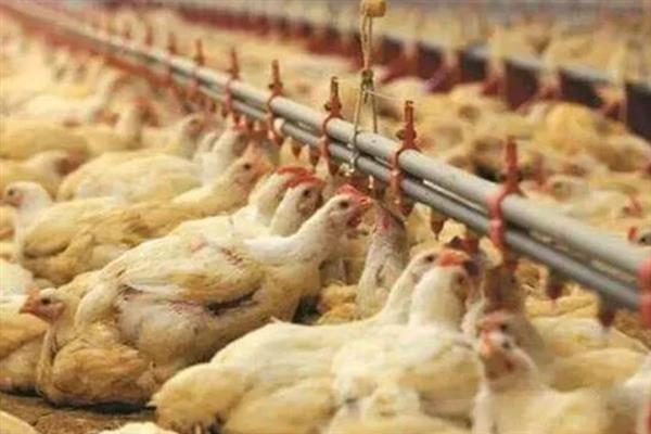 肉鸡如何增重，可以采用以下12种方法