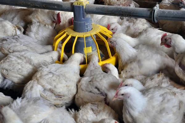 肉鸡如何增重，可以采用以下12种方法