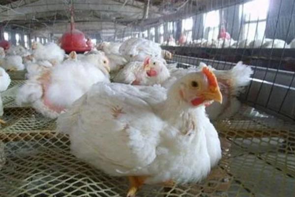 肉鸡如何增重，可以采用以下12种方法
