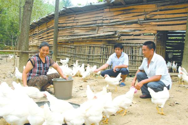 肉鸡如何增重，可以采用以下12种方法