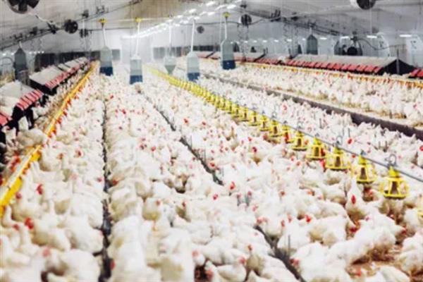 肉鸡如何增重，可以采用以下12种方法