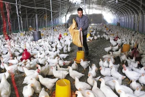 肉鸡如何增重，可以采用以下12种方法