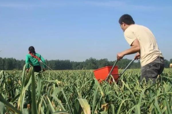 大蒜怎么种植，用清水浸种后进行沟播