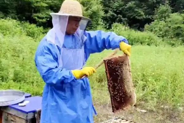 新手养蜂的禁忌，以下11点要注意