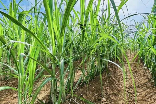 甘蔗的种植时间，一般为1-3月份、8-9月份
