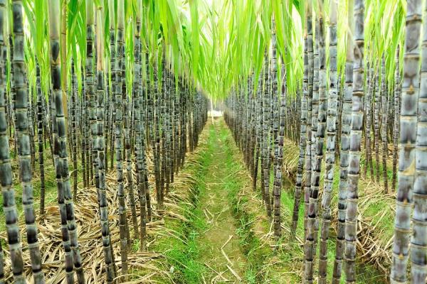 甘蔗的种植时间，一般为1-3月份、8-9月份