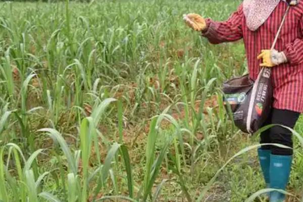 甘蔗的种植时间，一般为1-3月份、8-9月份