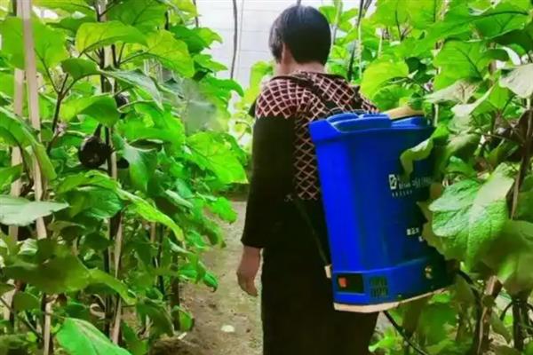 茄子早疫病如何防治，首先可选用抗病品种