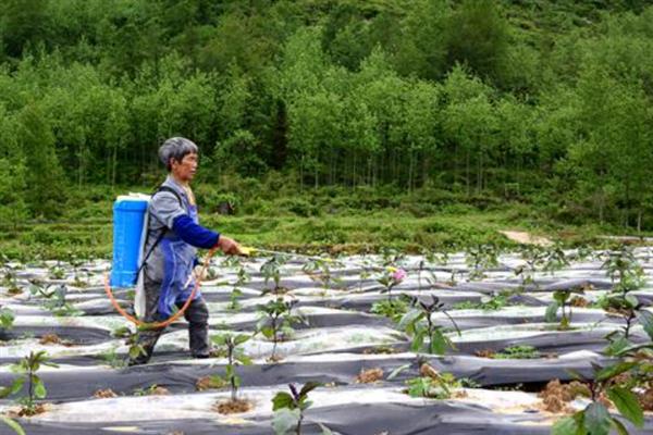 茄子早疫病如何防治，首先可选用抗病品种
