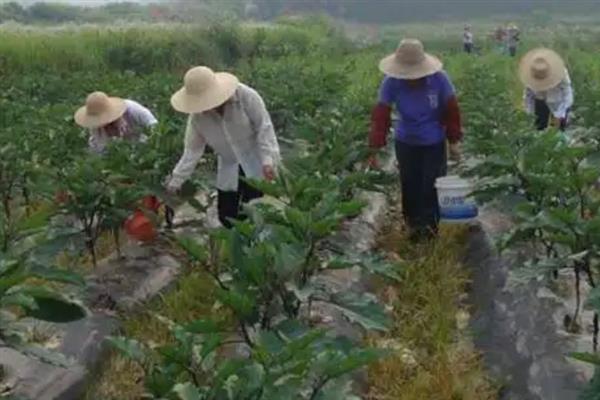 茄子早疫病如何防治，首先可选用抗病品种
