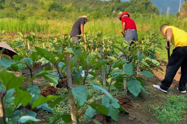 茄子早疫病如何防治，首先可选用抗病品种