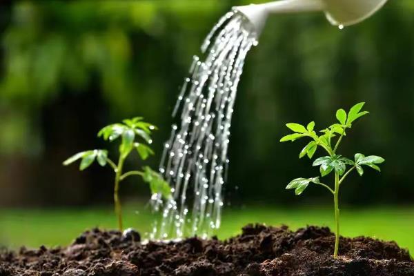 长寿花怎么浇水，春秋季节每隔5天浇一次
