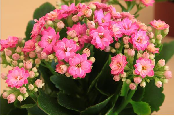 长寿花怎么浇水，春秋季节每隔5天浇一次