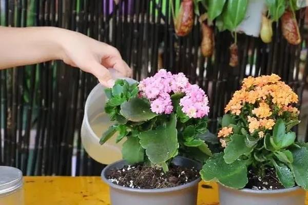 长寿花怎么浇水，春秋季节每隔5天浇一次